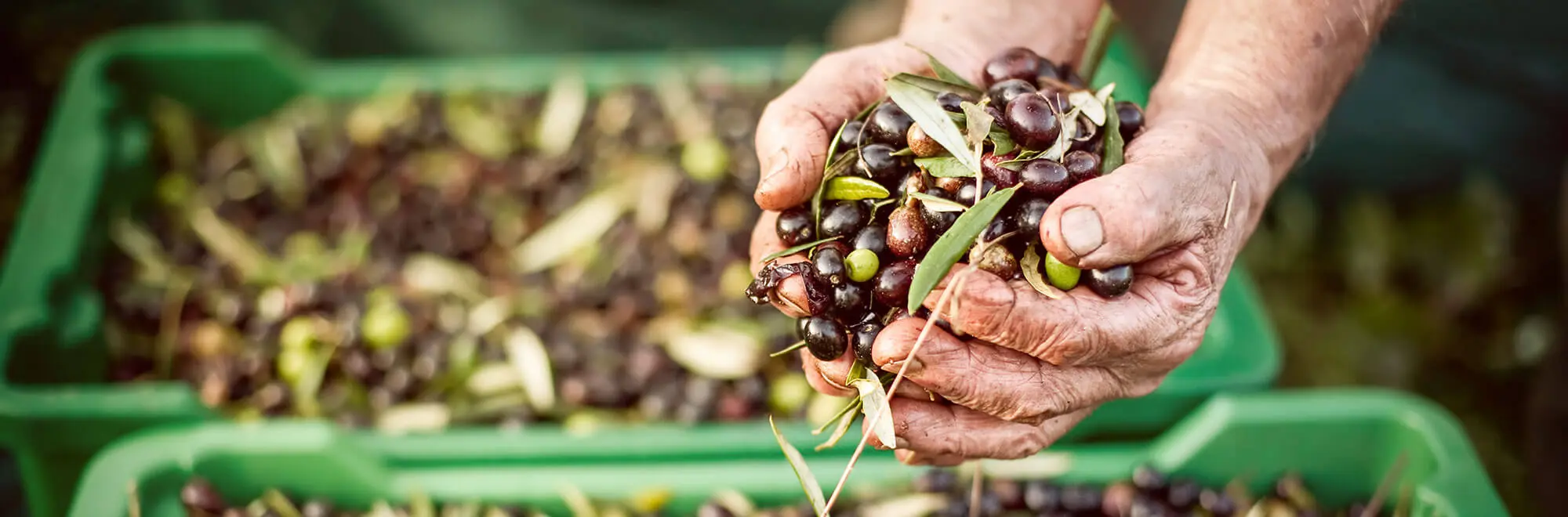 How is olive oil made in Spain?