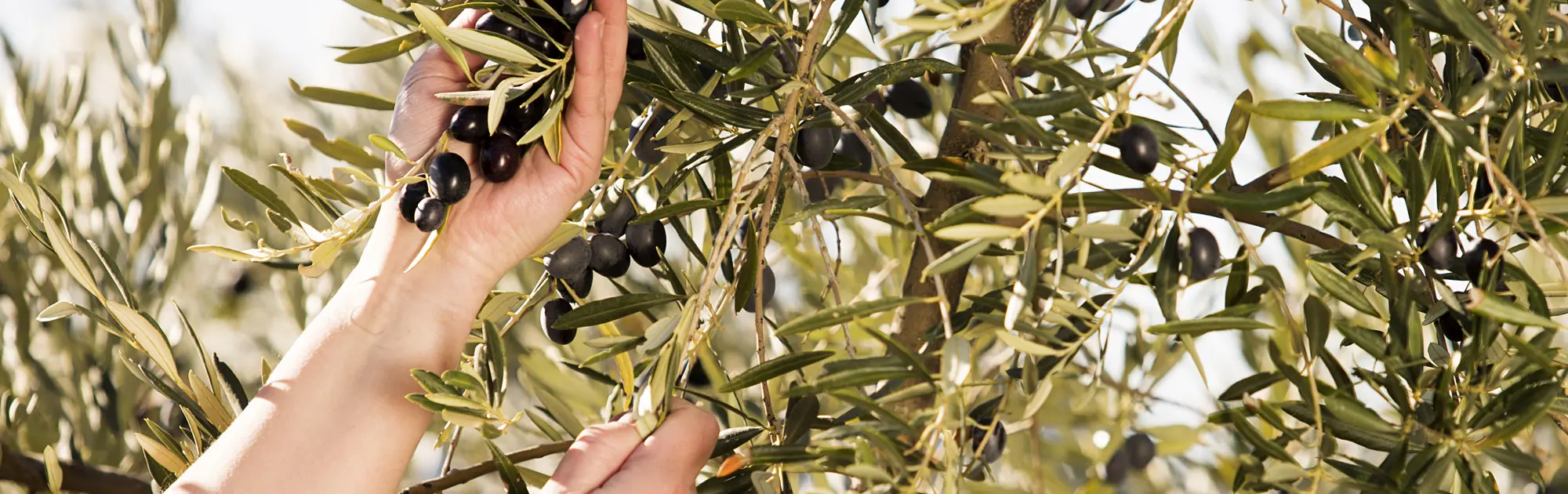 Types of spanish olives.