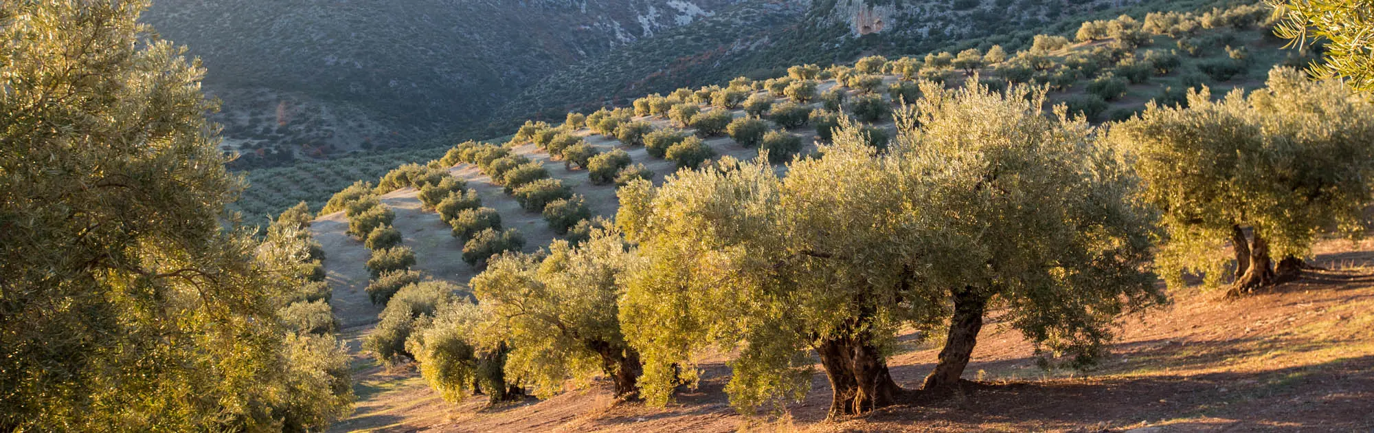 Organic olive oil: its characteristics and which dishes to use it in.