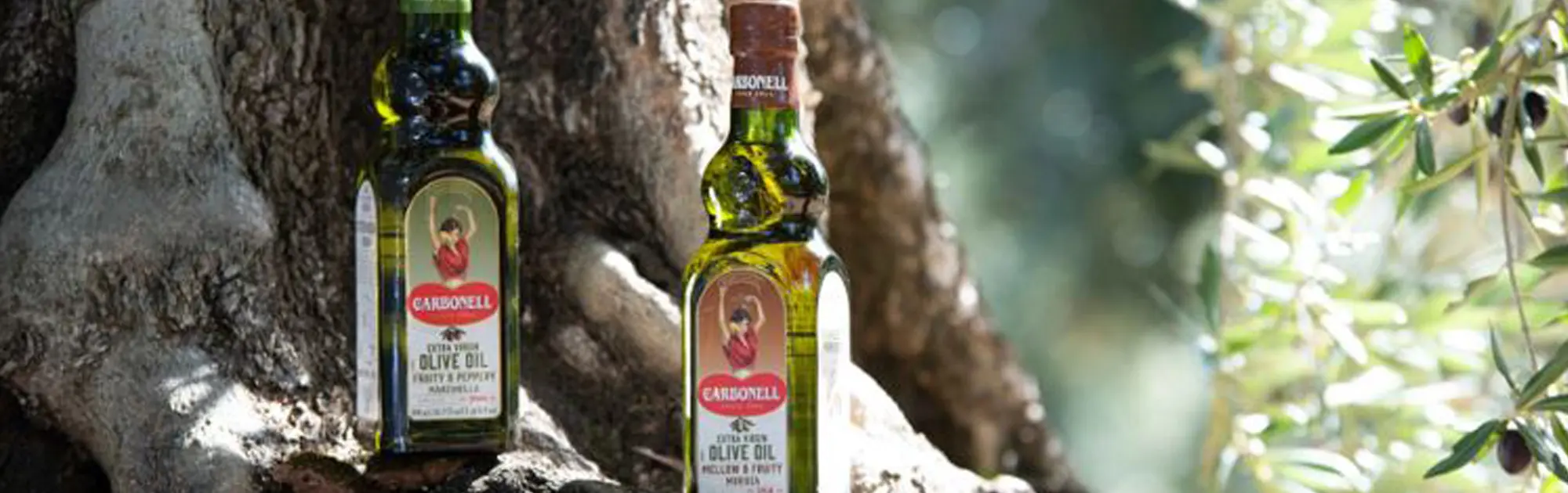¿Cuáles son los beneficios del aceite de oliva en tu día a día?