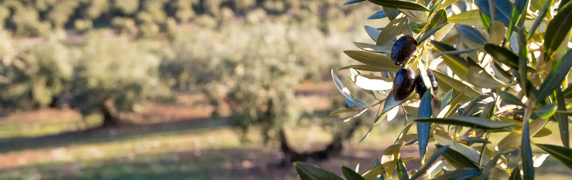 Picual olive oil, one of the finest varieties.