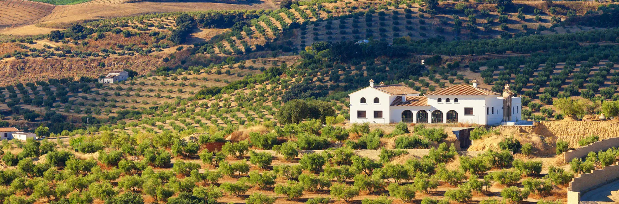 Types of Spanish olive trees